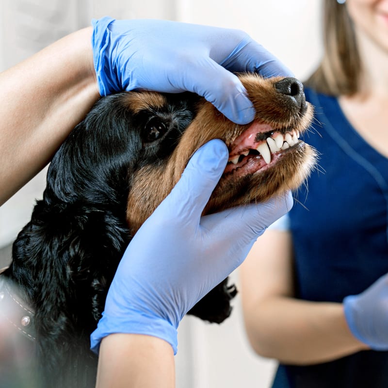 Veterinary Dental Services in Nashua | Cat & Dog Dentist