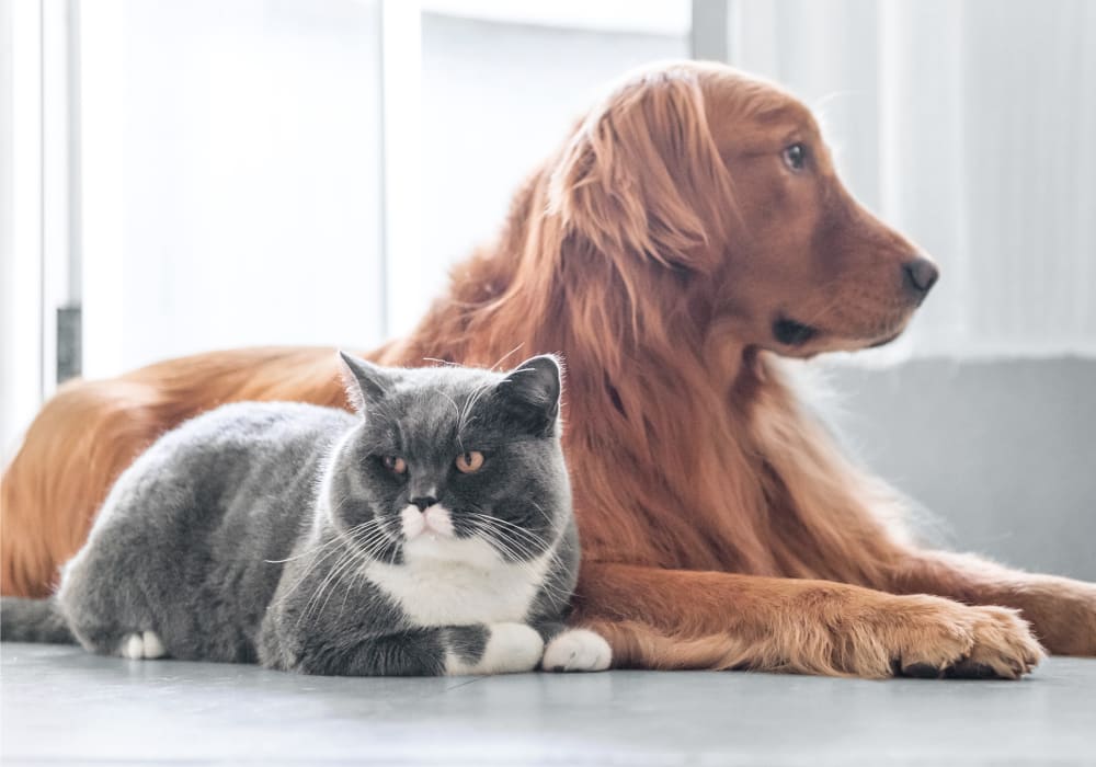 Welcome to Our Nashua Animal Hospital
