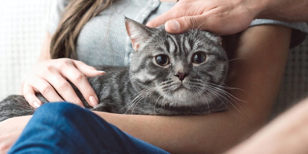 Comprehensive Care for Dogs & Cats