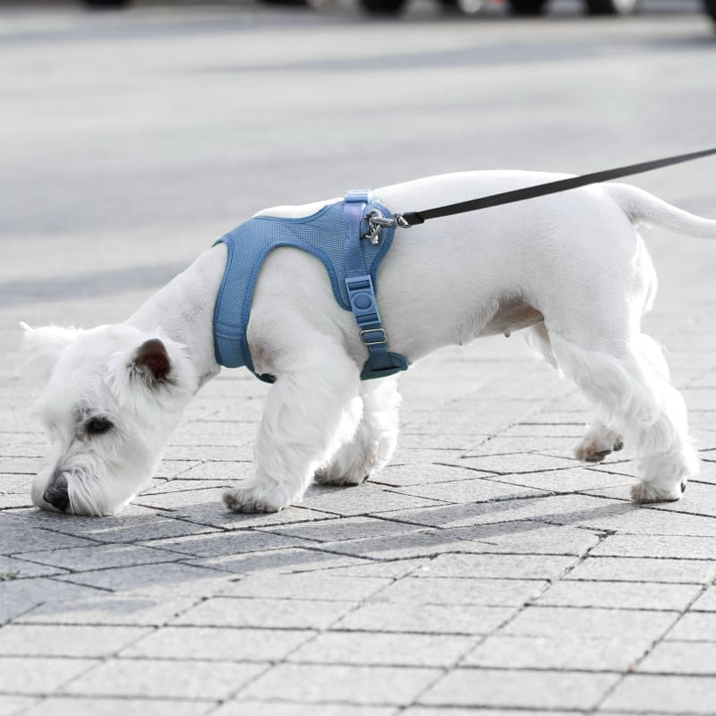 white dog after surgery